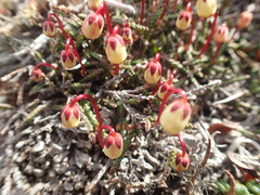 Cassiope lycopodioides
