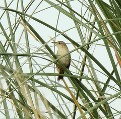 Spartonoica maluroides