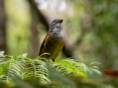 Pachycephala olivacea