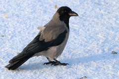 Corvus cornix
