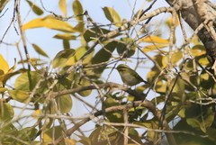 Phylloscopus goodsoni