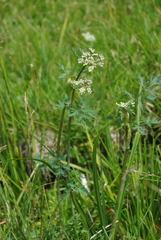 Conioselinum scopulorum