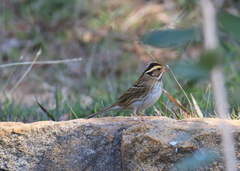 Emberiza chrysophrys