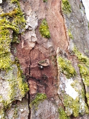 Pogonocherus hispidulus