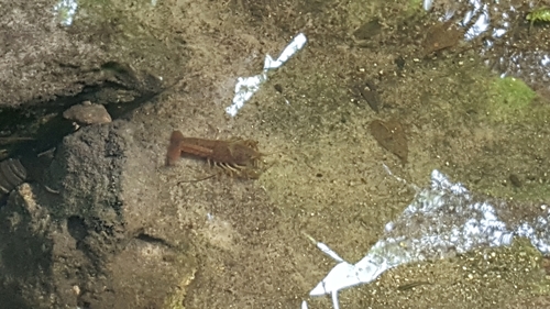 Procambarus paeninsulanus image