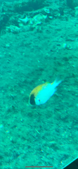 Chromis klunzingeri