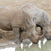 Southern White Rhinoceros - Photo (c) rosshall, some rights reserved (CC BY-NC)