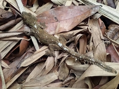 Gekko lionotum