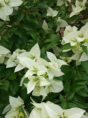 Bougainvillea