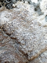 Pachnolepia pruinata