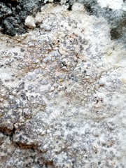 Pachnolepia pruinata