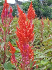 Celosia