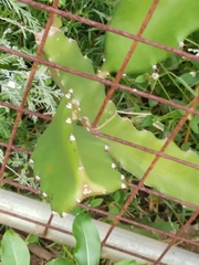 Selenicereus undatus