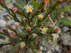 Symphyotrichum subulatum subulatum
