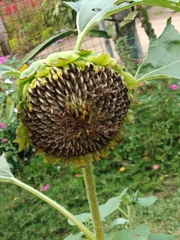 Helianthus