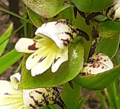 Satyrium sphaerocarpum