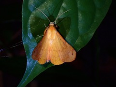 Bematha extensa