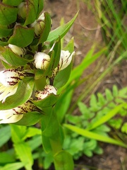 Satyrium sphaerocarpum