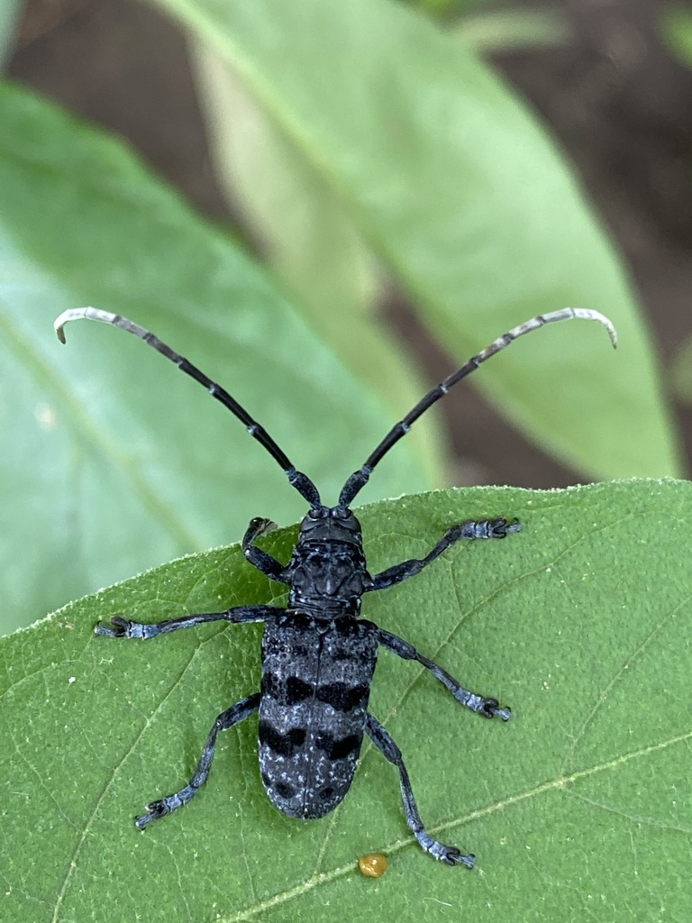 Phryneta conradti