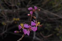 Dichaetanthera cordifolia image