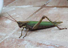 Coryacris angustipennis