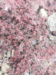 Euphorbia granulata