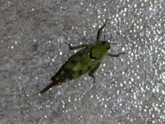 Paulinia acuminata
