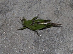 Paulinia acuminata