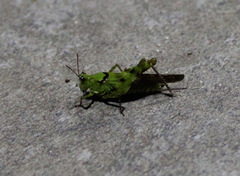 Paulinia acuminata