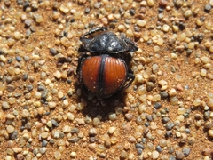 Pachysoma denticolle