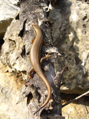 Heremites vittatus