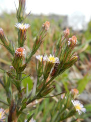 Symphyotrichum subulatum subulatum