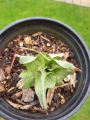 Ledebouria inquinata