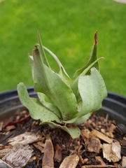 Ledebouria inquinata