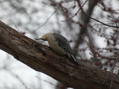 Melanerpes carolinus