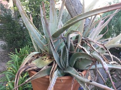 Aloe vera vera
