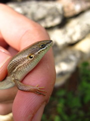 Heremites vittatus