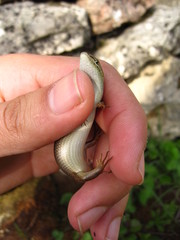 Heremites vittatus