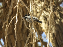 Melaniparus cinerascens
