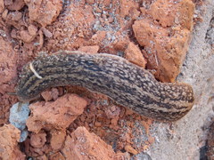 Phyllocaulis soleiformis