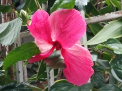 Hibiscus rosa-sinensis