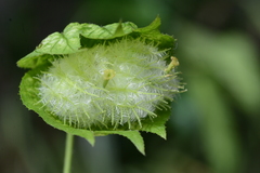 Dalechampia stenosepala