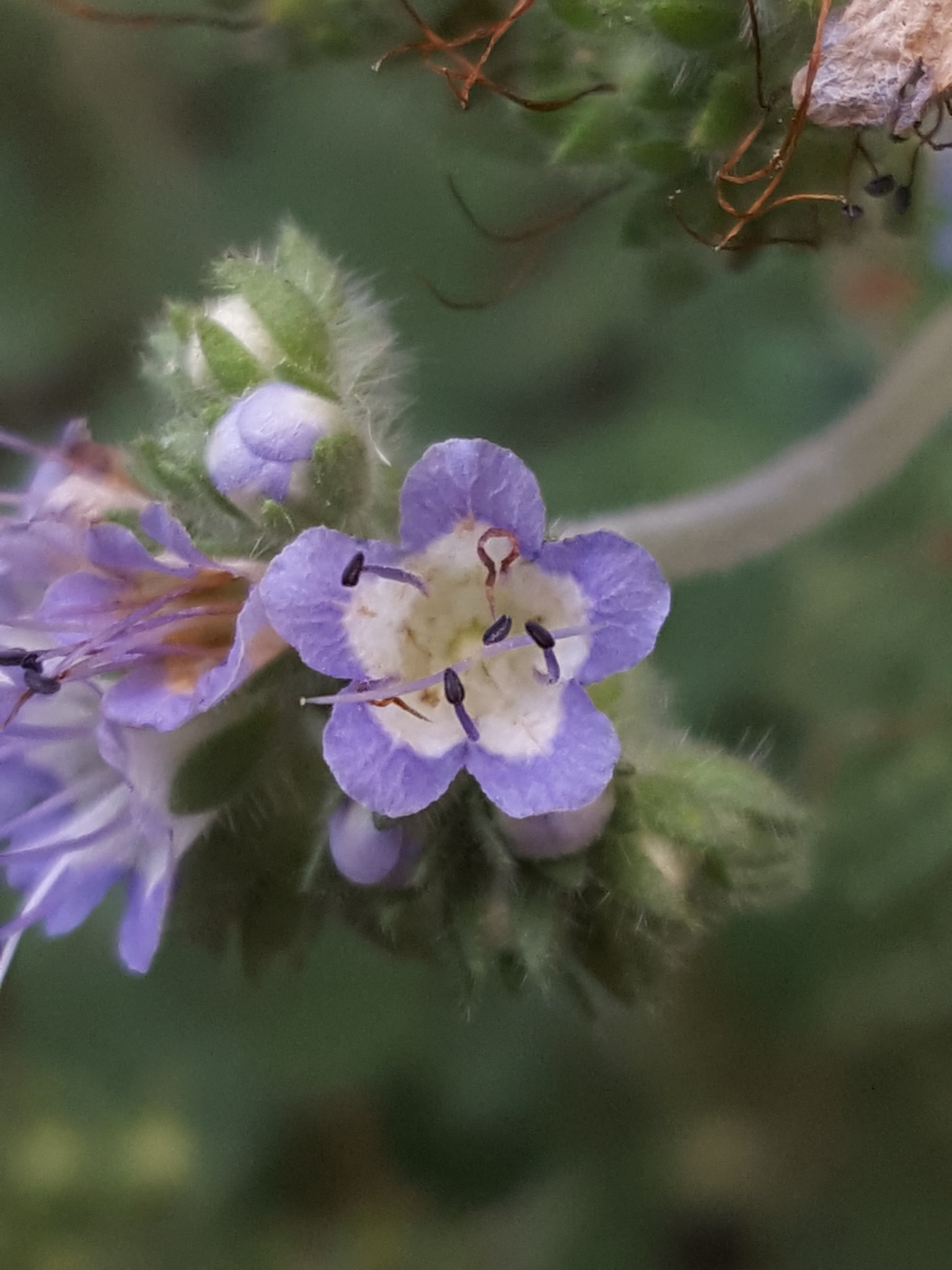 Phacelia rupestris