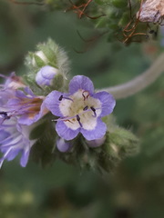 Phacelia rupestris