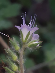 Phacelia rupestris