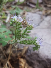 Phacelia rupestris