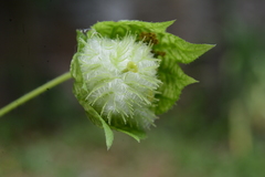 Dalechampia stenosepala