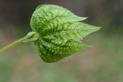 Dalechampia stenosepala
