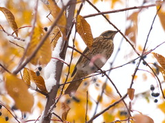 Turdus eunomus × naumanni