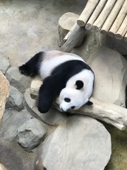 Ailuropoda melanoleuca